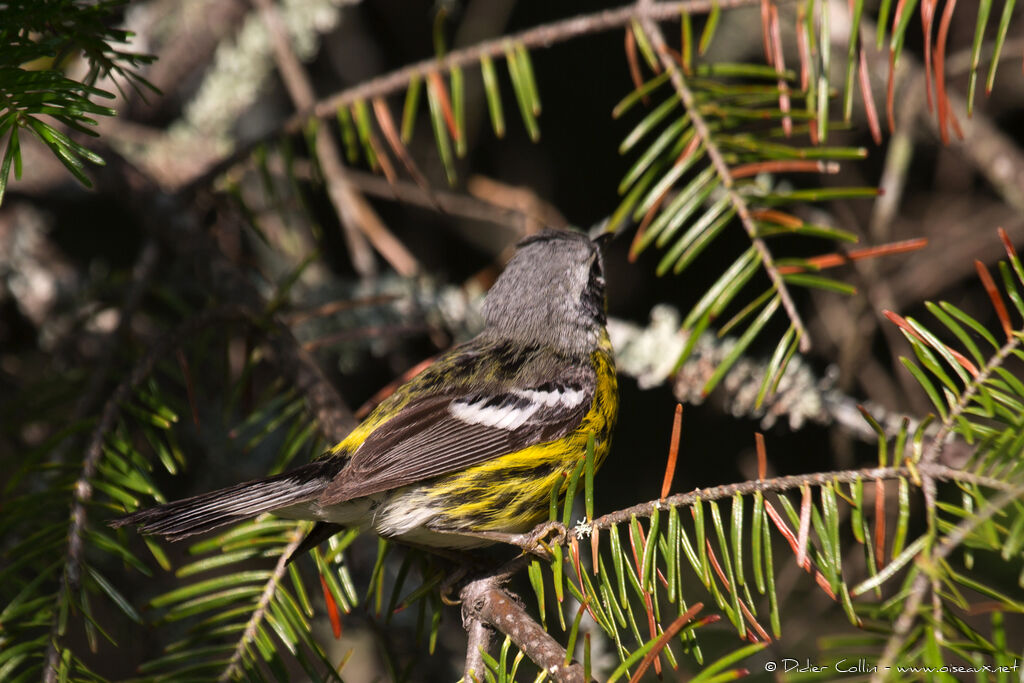 Magnolia Warbleradult