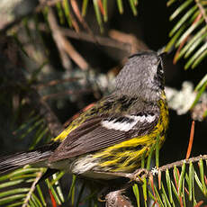 Magnolia Warbler