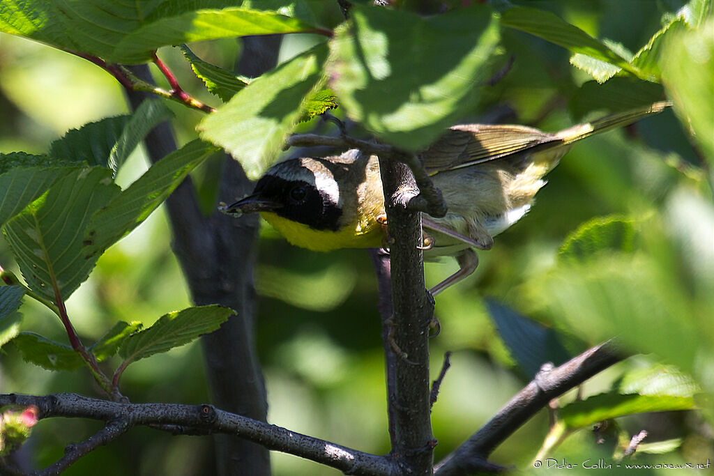 Paruline masquée mâle adulte, identification, régime