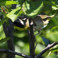 Common Yellowthroat