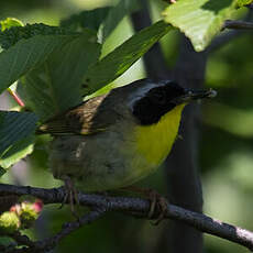 Common Yellowthroat