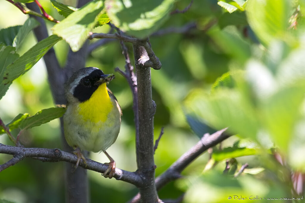 Common Yellowthroat male adult, identification, feeding habits