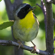 Common Yellowthroat