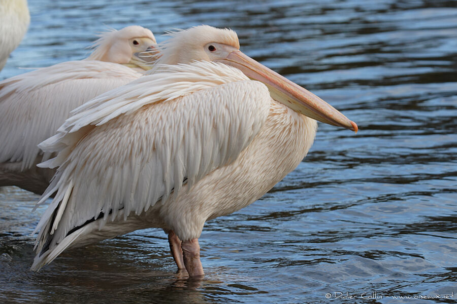 Great White Pelicanadult