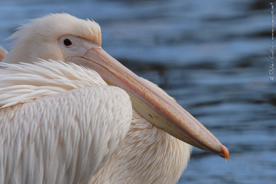 Great White Pelicanadult