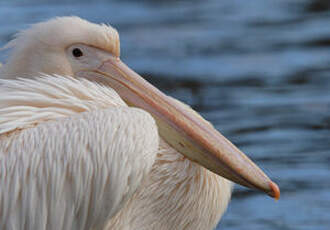 Great White Pelican