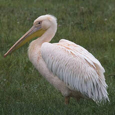 Great White Pelican