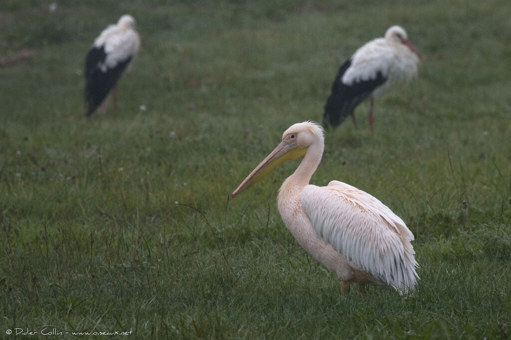 Great White Pelicanadult, Behaviour