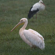 Great White Pelican