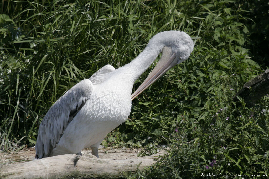 Pélican frisé, identification