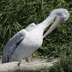 Dalmatian Pelican