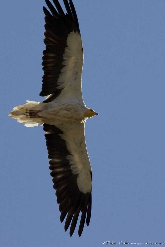 Egyptian Vulture