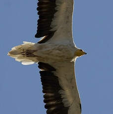 Egyptian Vulture