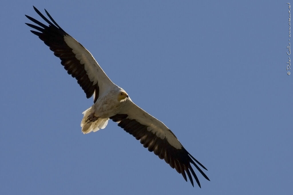 Egyptian Vulture