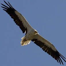 Egyptian Vulture