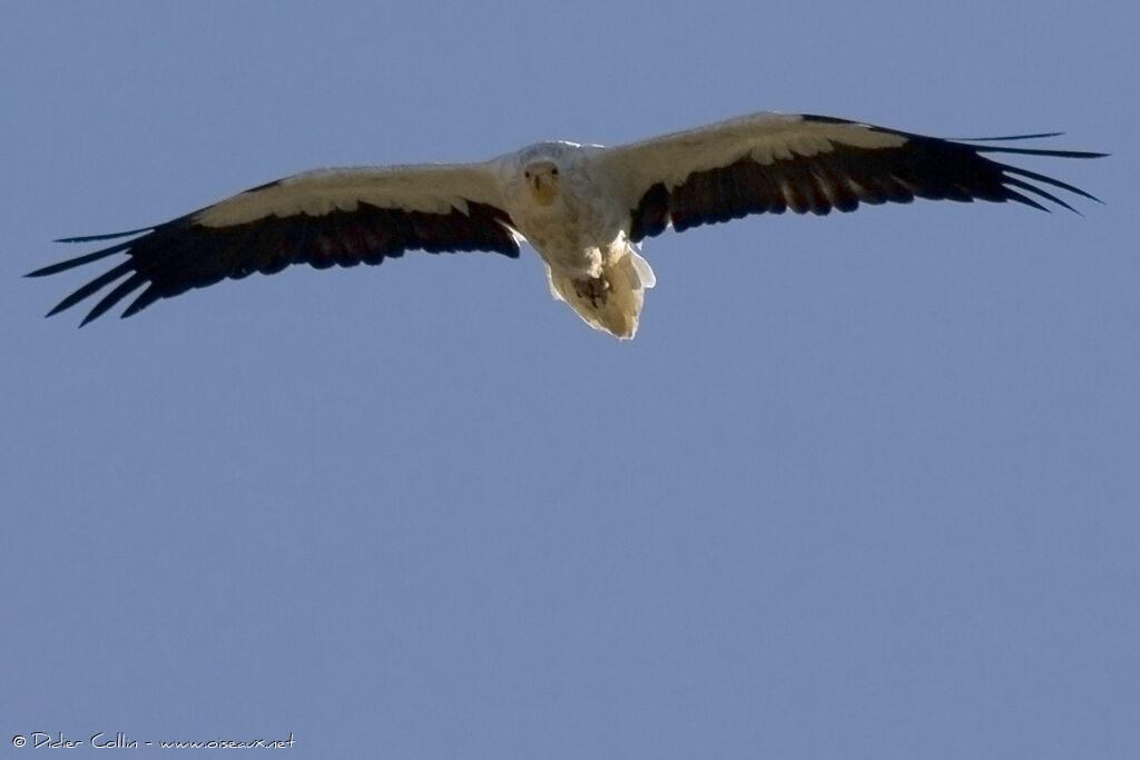 Egyptian Vulture