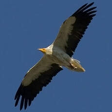 Egyptian Vulture