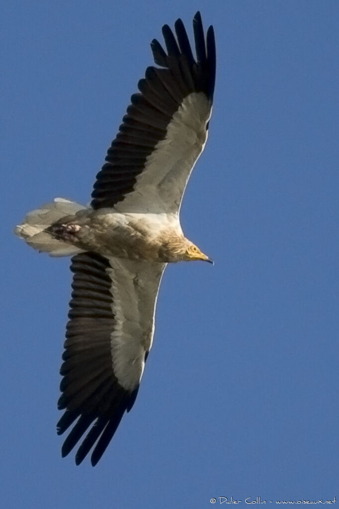 Percnoptère d'Égypte, identification