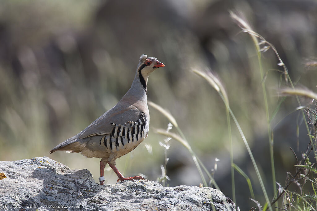 Chukar Partridgeadult