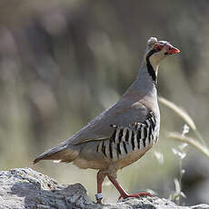 Chukar Partridge