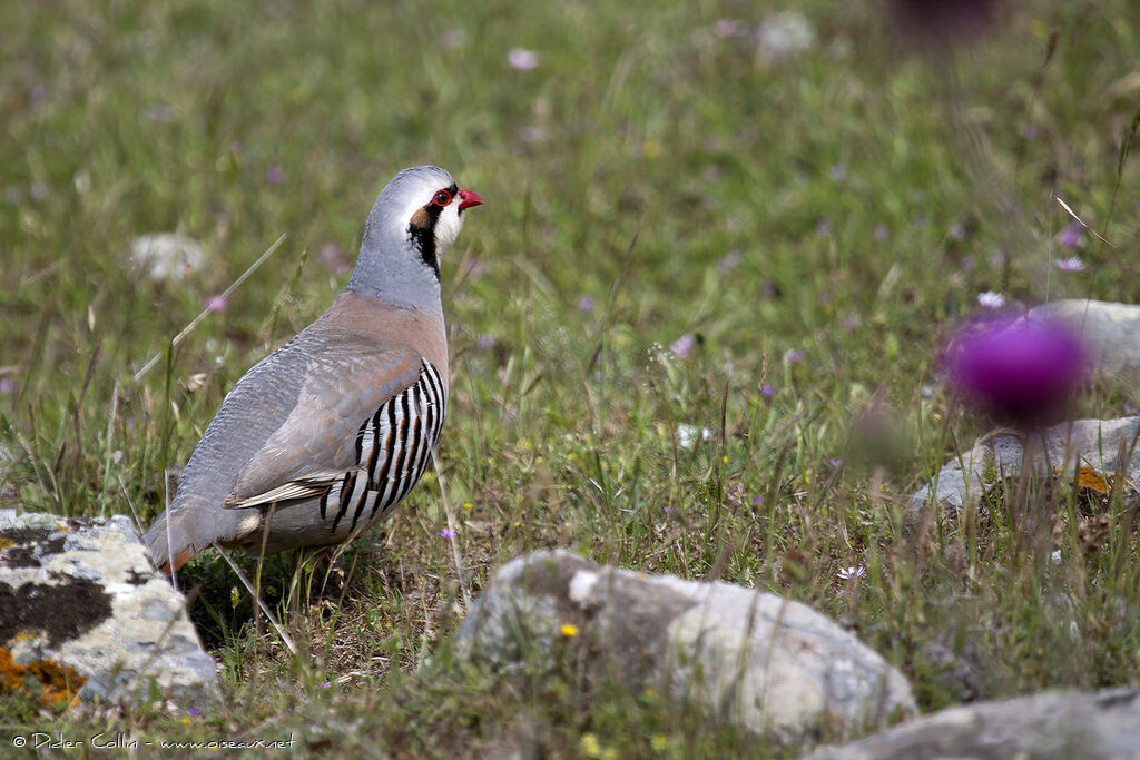 Chukar Partridgeadult