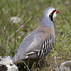 Chukar Partridge