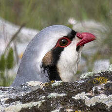 Chukar Partridge