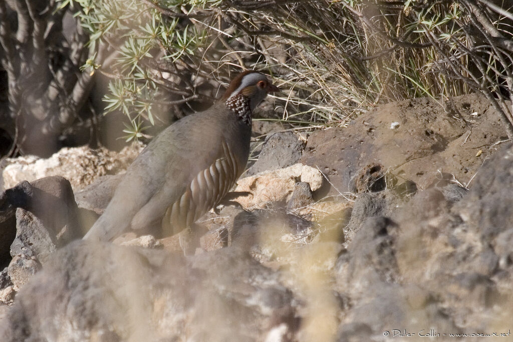 Perdrix gambra, identification