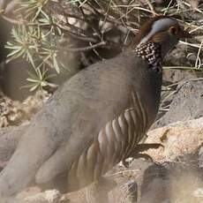 Barbary Partridge