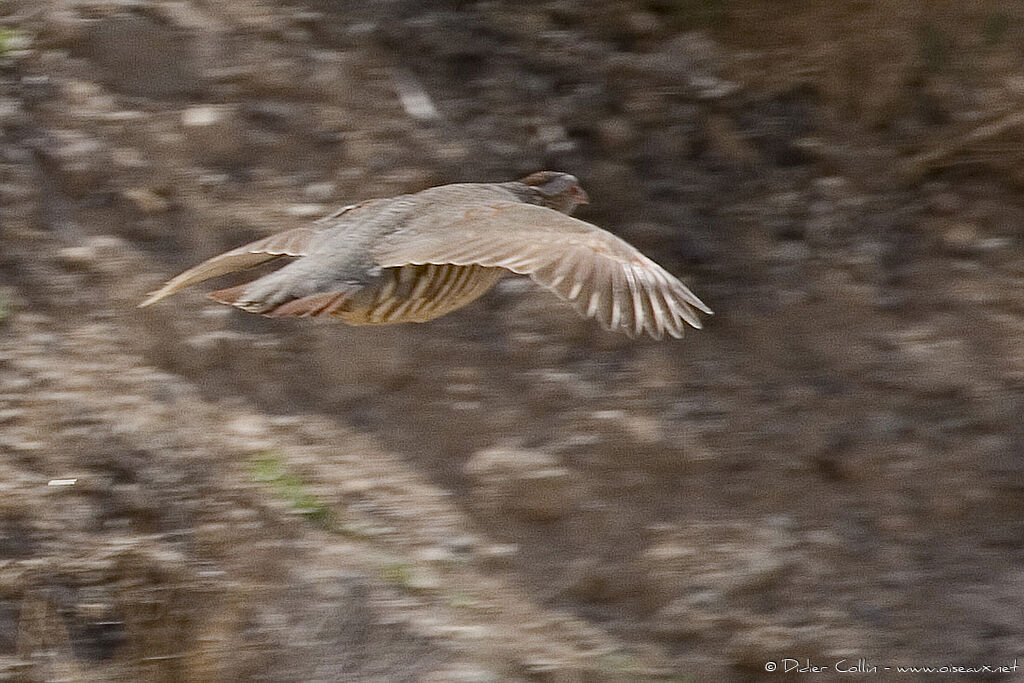 Barbary Partridge