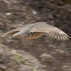 Barbary Partridge