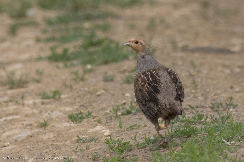 Grey Partridgeadult, identification