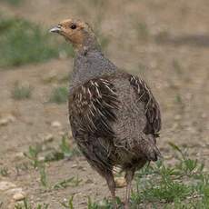 Grey Partridge