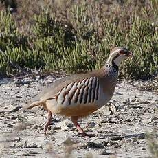 Red-legged Partridge