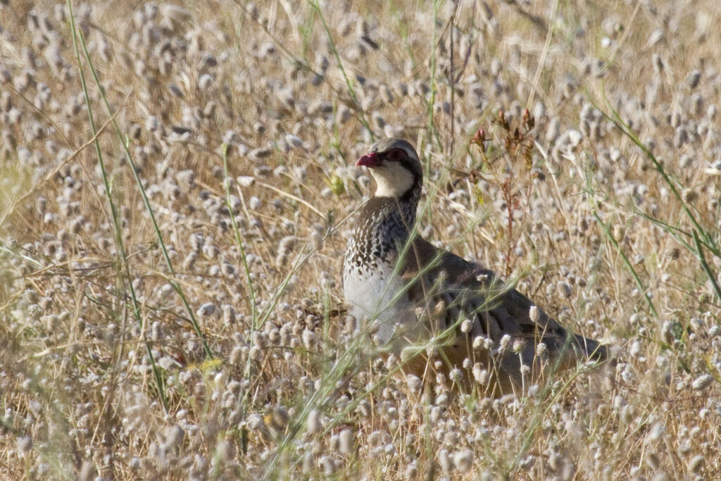 Red-legged Partridge