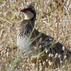 Red-legged Partridge