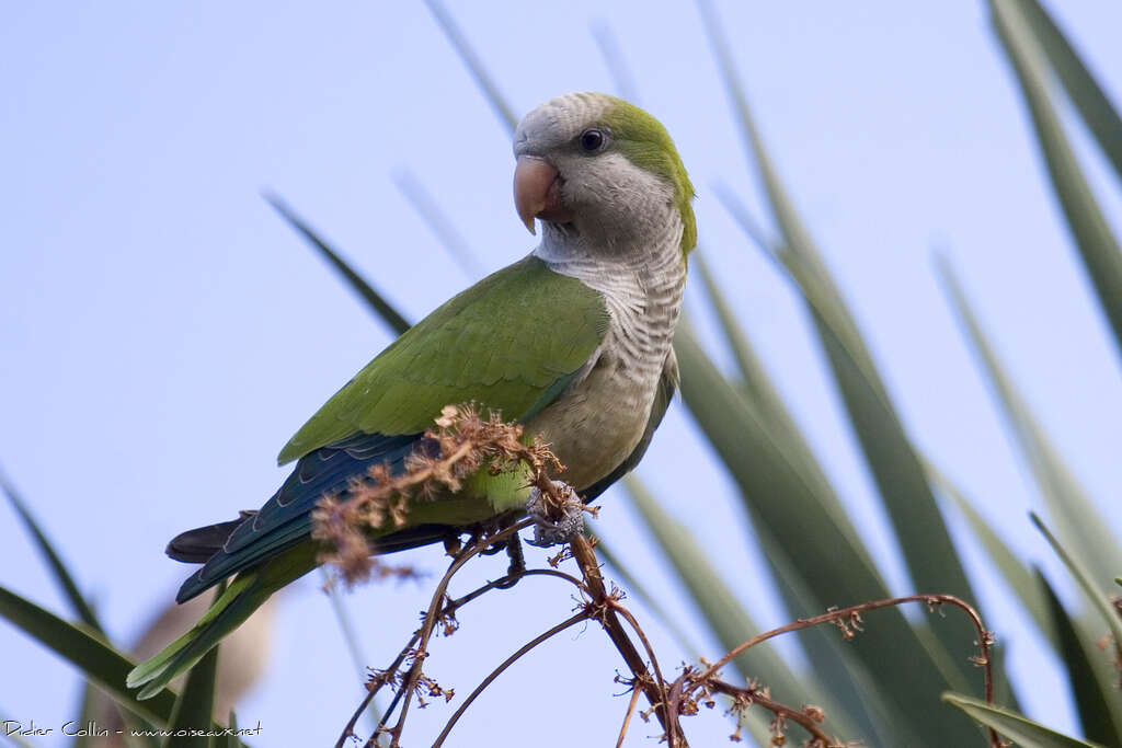 Monk Parakeetadult, close-up portrait