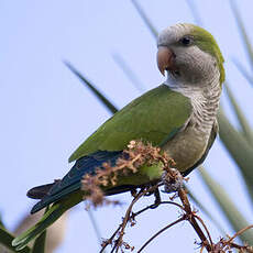 Monk Parakeet