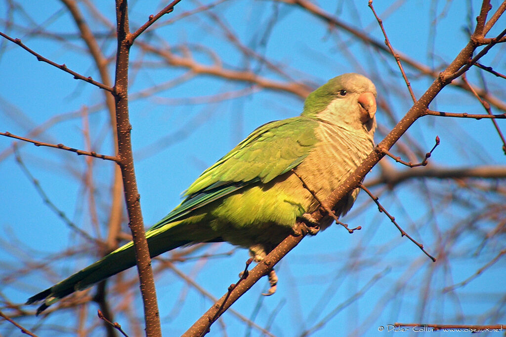 Monk Parakeet