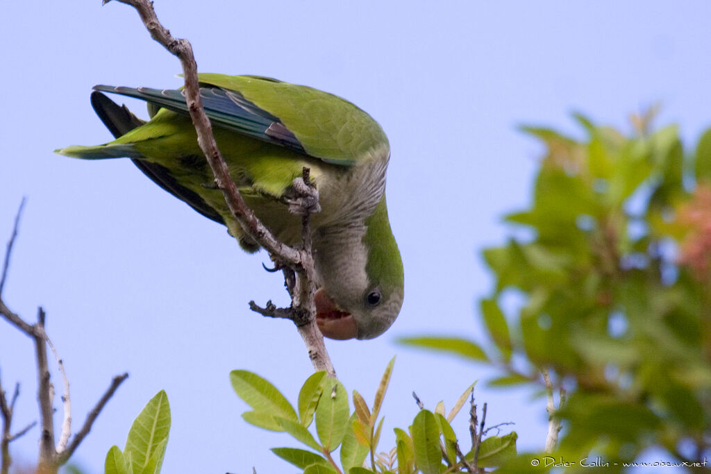 Monk Parakeet