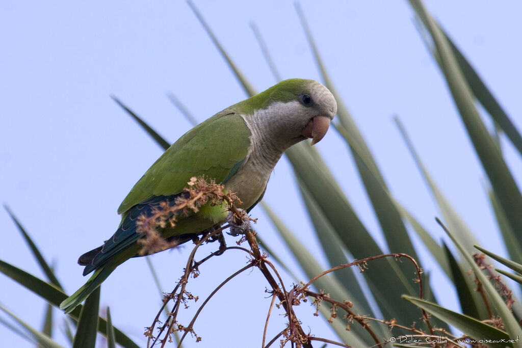 Monk Parakeet