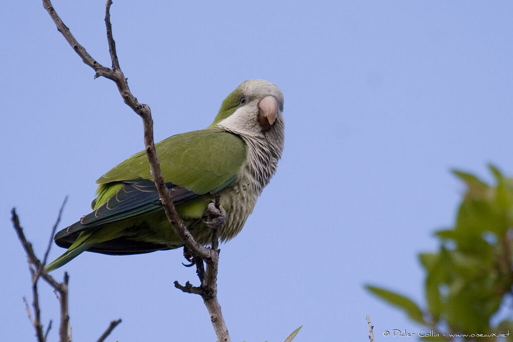 Monk Parakeet