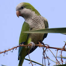 Monk Parakeet