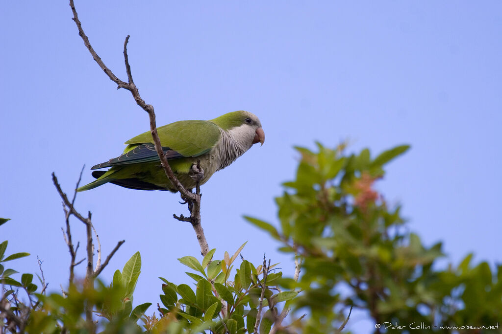 Monk Parakeet