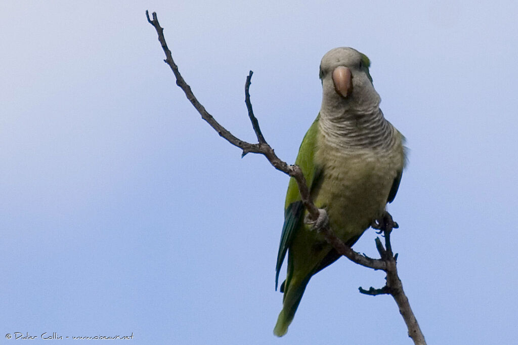 Monk Parakeet