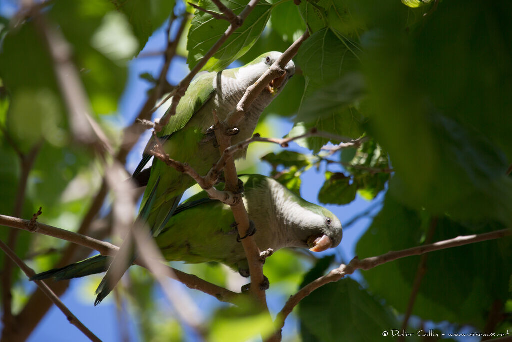 Monk Parakeetadult, eats