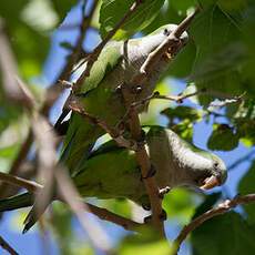 Monk Parakeet