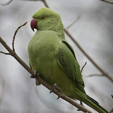 Rose-ringed Parakeet