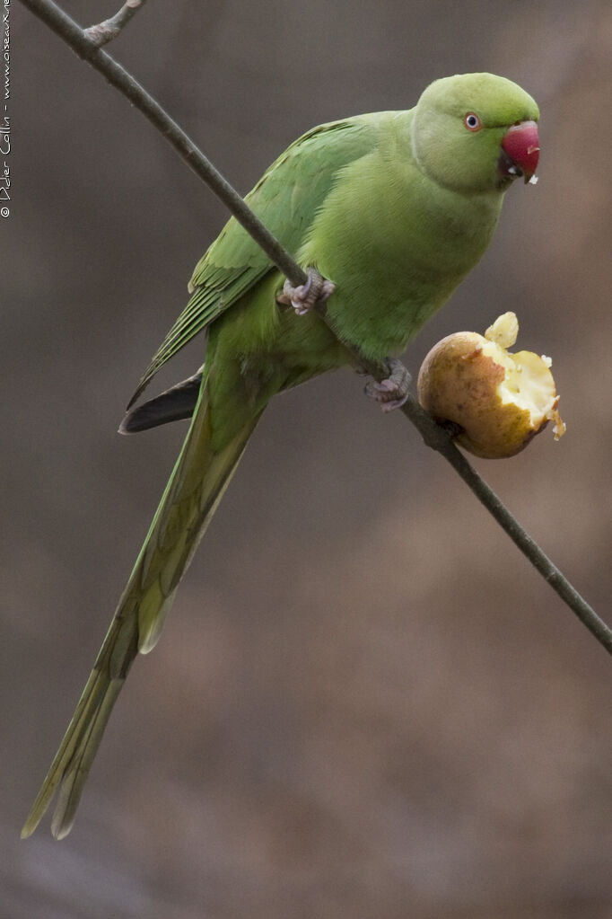 Rose-ringed Parakeet, feeding habits