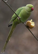 Rose-ringed Parakeet